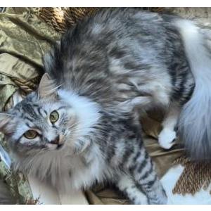 Lost Cat Amir
