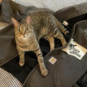 Lost Cat Korra