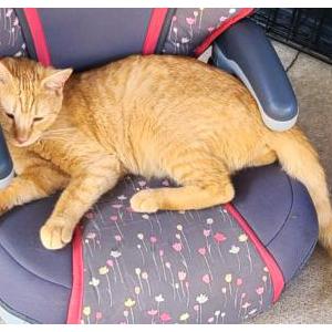 Lost Cat Stella