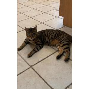 Lost Cat Enzo