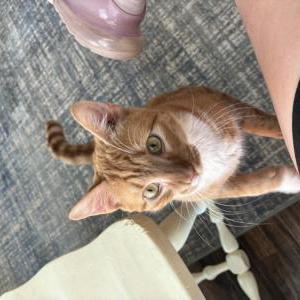 Lost Cat Jax