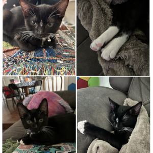 Lost Cat Jax