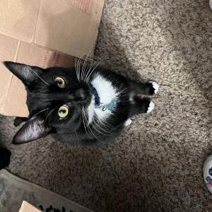 Lost Cat Mr.Peabody