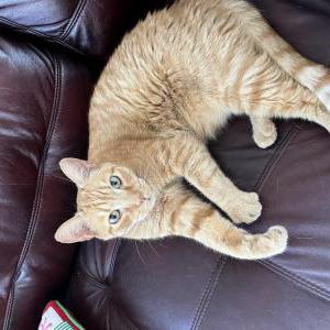 Lost Cat Oliver