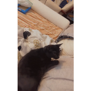 Lost Cat LunaBelle