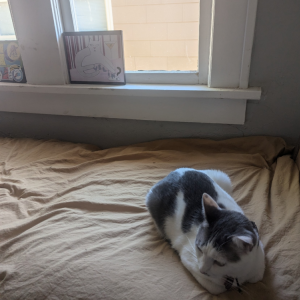 Lost Cat Nube