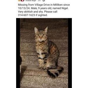 Lost Cat Nigel