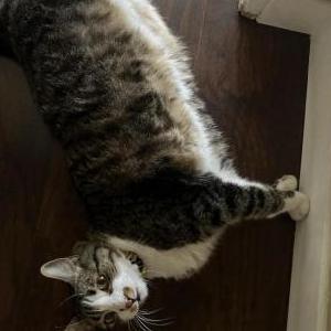 Lost Cat Tommy