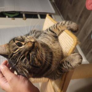 Lost Cat Bagheera