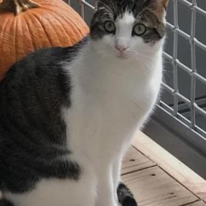 Lost Cat Nibbles