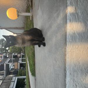 Found Cat Unsure