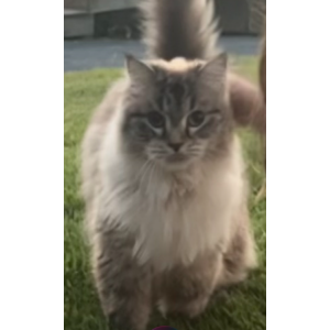 Lost Cat Fuzzy