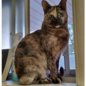 Lost Cat Phoebe