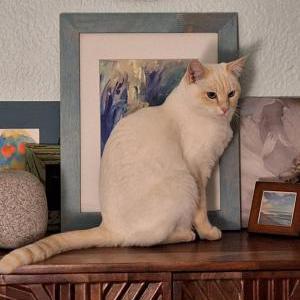 Lost Cat Cayenne