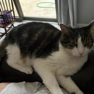 Lost Cat Buzz Lightyear