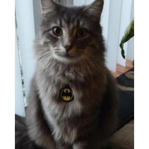 Lost Cat Harry