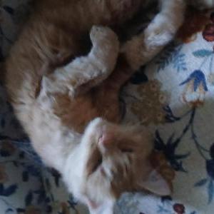 Found Cat Unsure