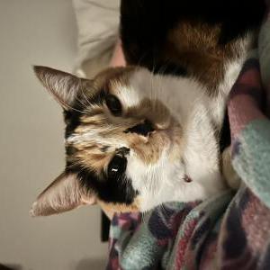 Lost Cat Zoe