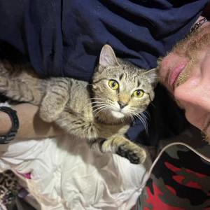Lost Cat Rouxe (Rox)