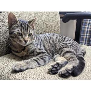 Lost Cat Taj