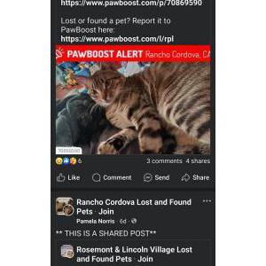 Lost Cat 9er