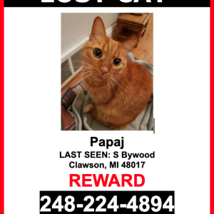 Lost Cat Papaj
