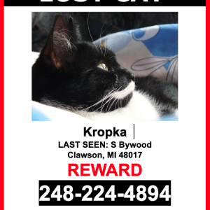 Lost Cat Kropka