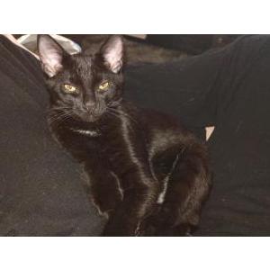 Lost Cat Scooter Mouse