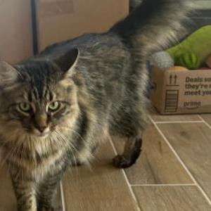 Lost Cat Charlie