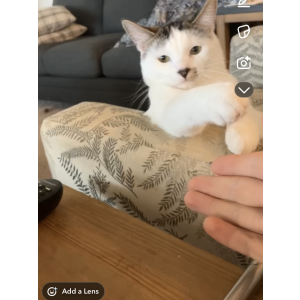 Lost Cat Lucky