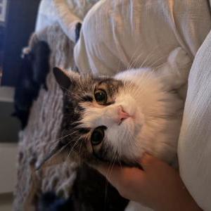 Lost Cat Abbey