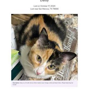 Lost Cat Daisy