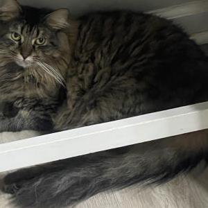 Lost Cat Whiskey