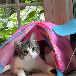Lost Cat Poe