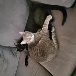 Lost Cat Asher