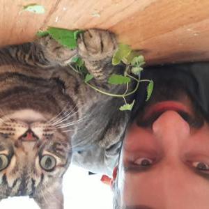 Lost Cat Whipper