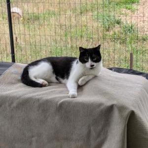 Lost Cat Douglas