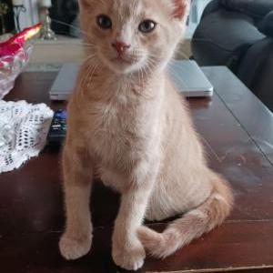 Lost Cat CHEENO