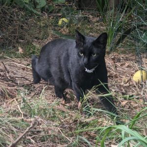 Lost Cat Blackie 