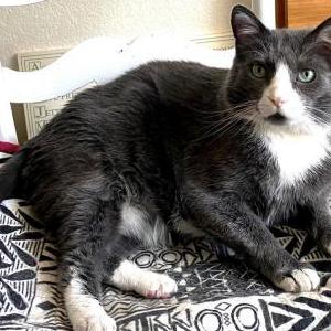 Lost Cat Nacho