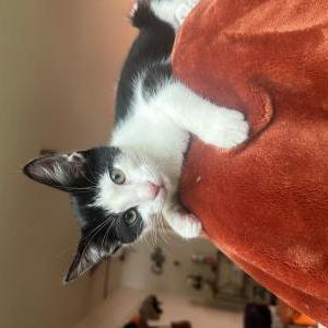 Lost Cat Linguine