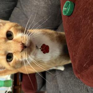 Lost Cat Nugget