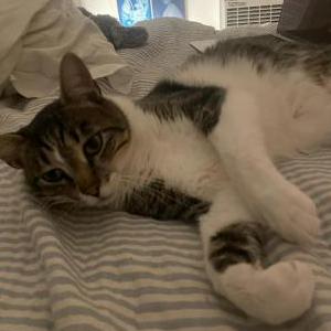 Lost Cat Suma