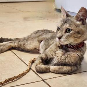 Found Cat unknown