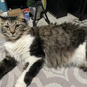 Lost Cat Trill