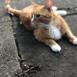 Lost Cat Ralphie