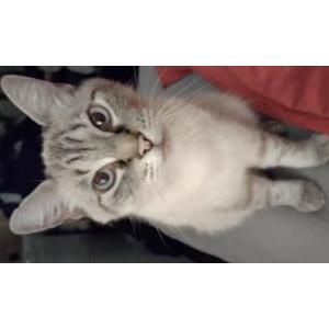 Lost Cat Momma