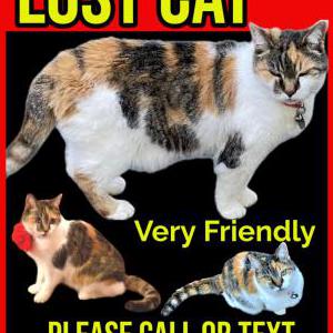 Lost Cat Calie