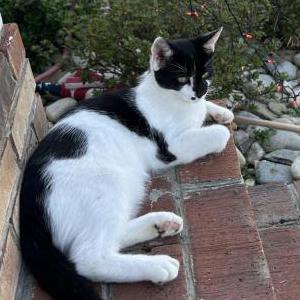 Lost Cat Hank