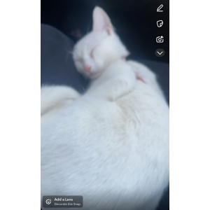 Lost Cat Molly